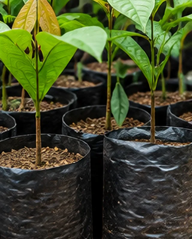Young cocoa seedlings growing in black nursery bags